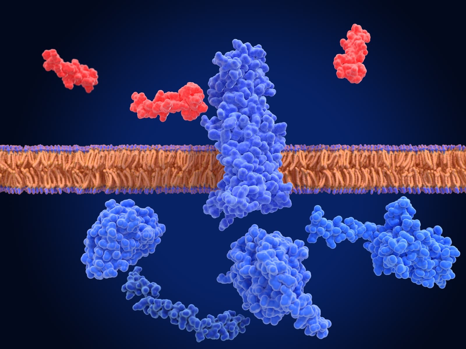 Computer rendering of a blue receptor protein crossing a cell membrane, with small red molecules nearby.