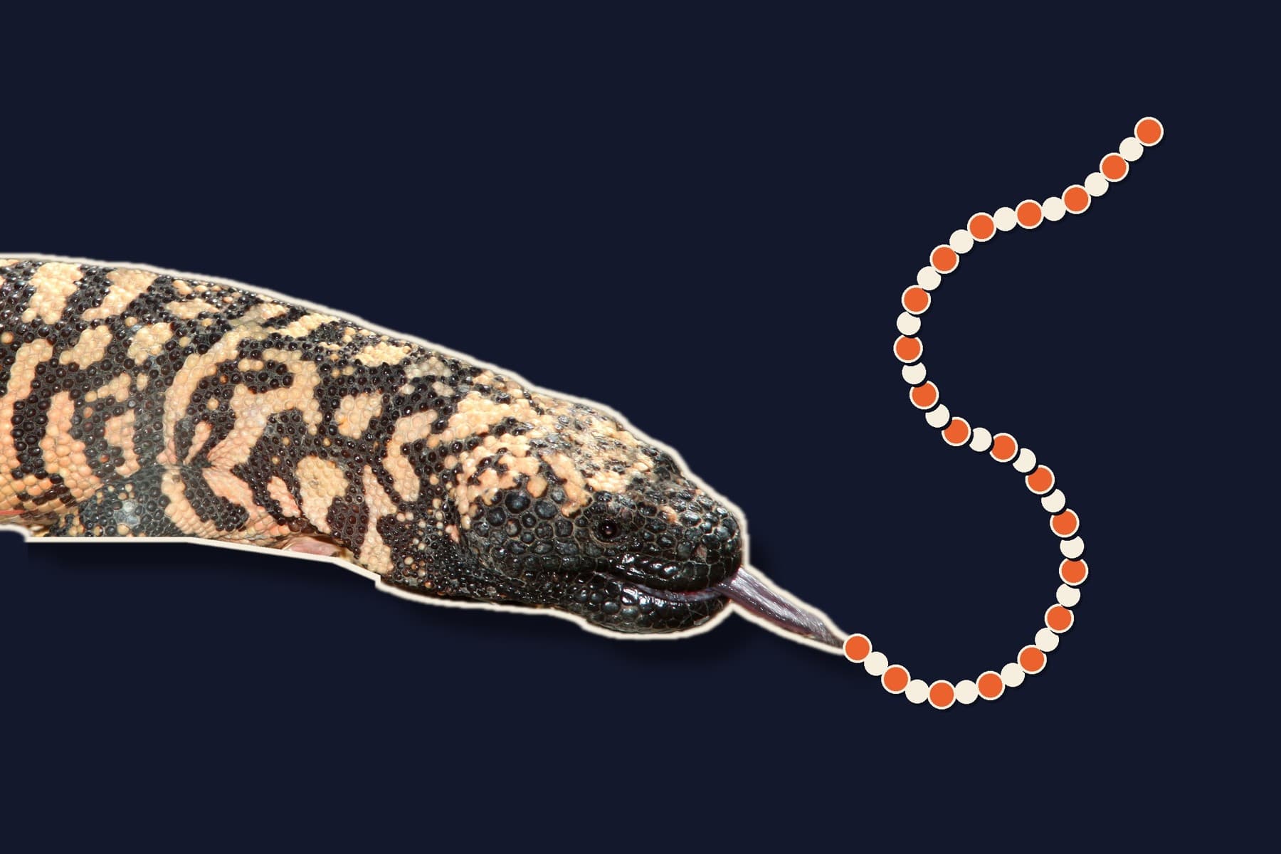 Image from the article by Clinics in Dermatology: The most talked-about drug class began with a desert lizard